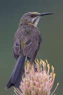 Image of Sugarbird