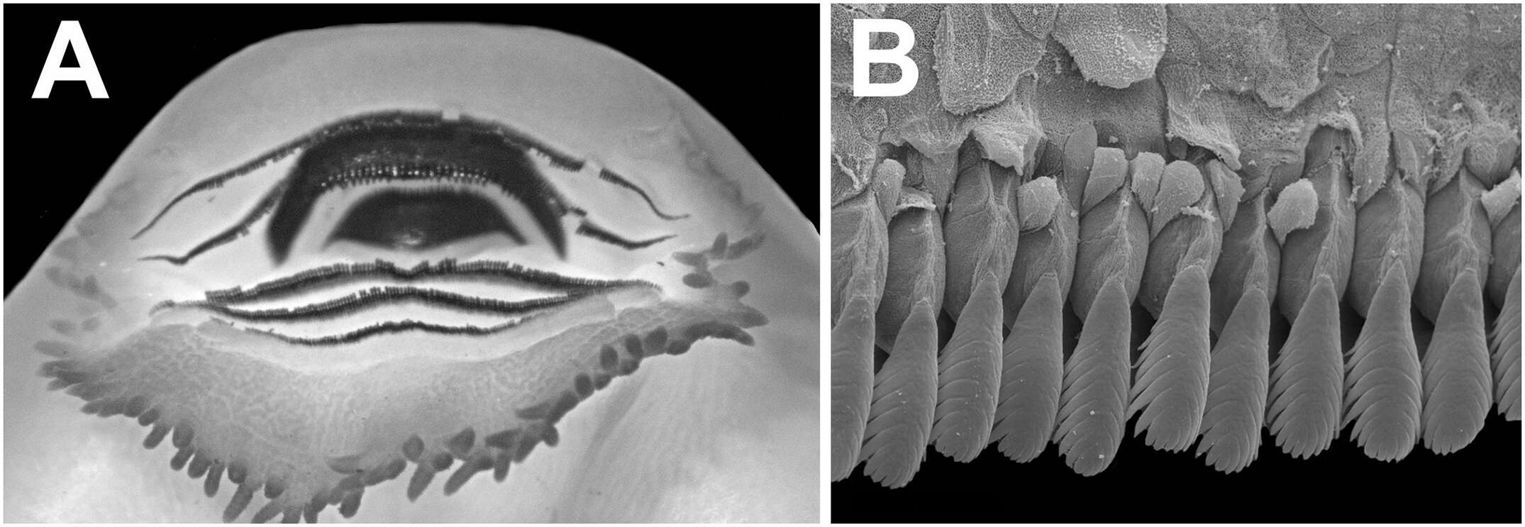 Image de Ikakogi ispacue Rada, Dias, Peréz-González, Anganoy-Criollo, Rueda-Solano, Pinto-E. & Mejía Quintero et al. 2019