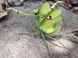 Image of Stagmatoptera hyaloptera Perty 1833