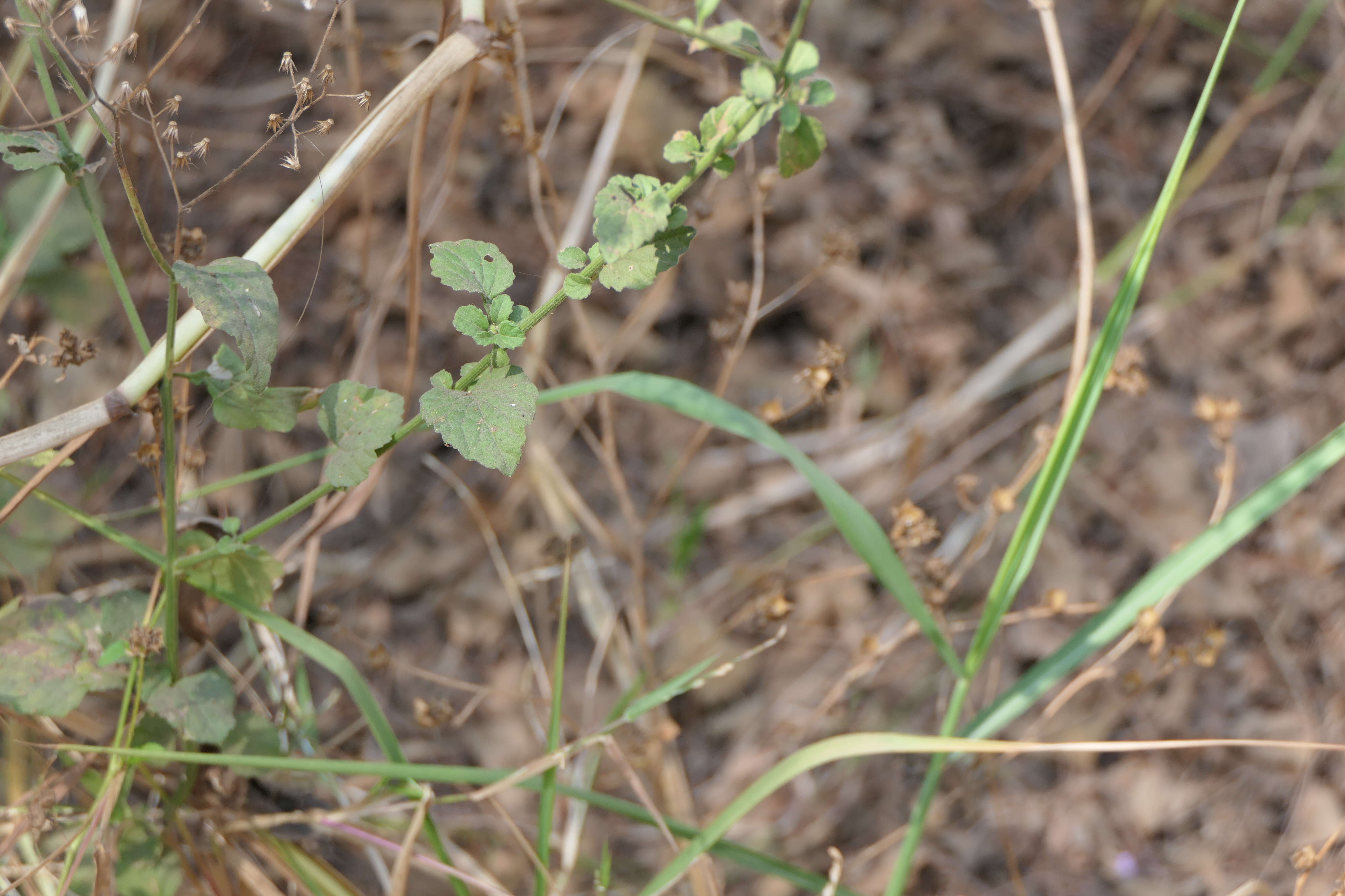 Image of ironweed
