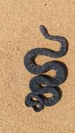 Image of Little Filesnake