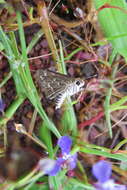 Image of Grey-veined Grass Dart