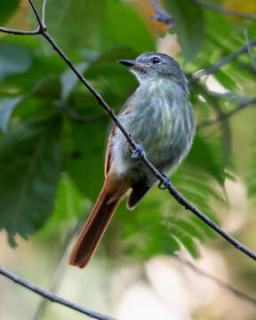 Image of Rufous-tailed Flatbill