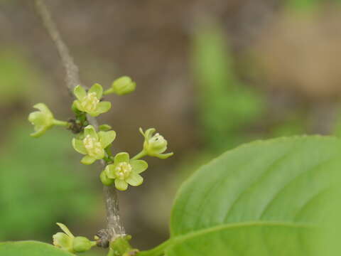 Image of Casearia tomentosa Roxb.