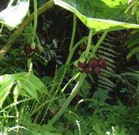 Image de Podophyllum pleianthum Hance