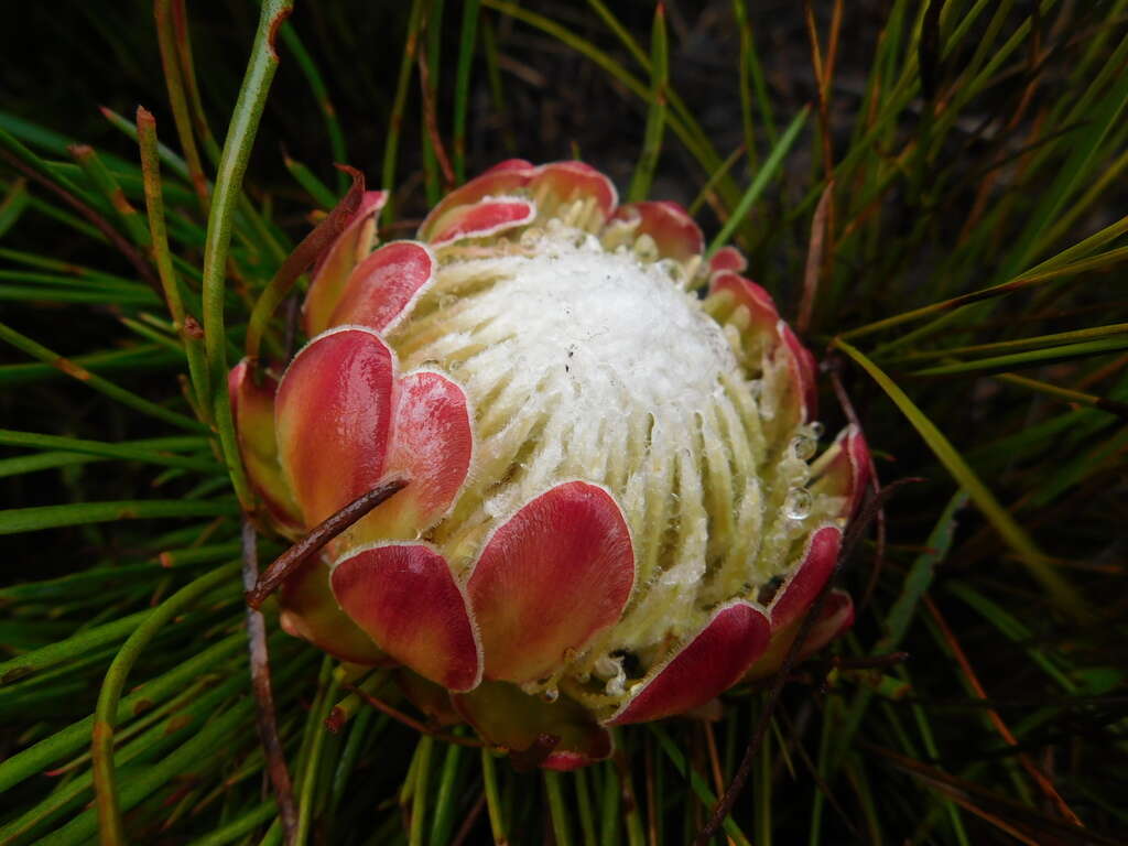 Image of Protea montana E. Mey. ex Meissn.