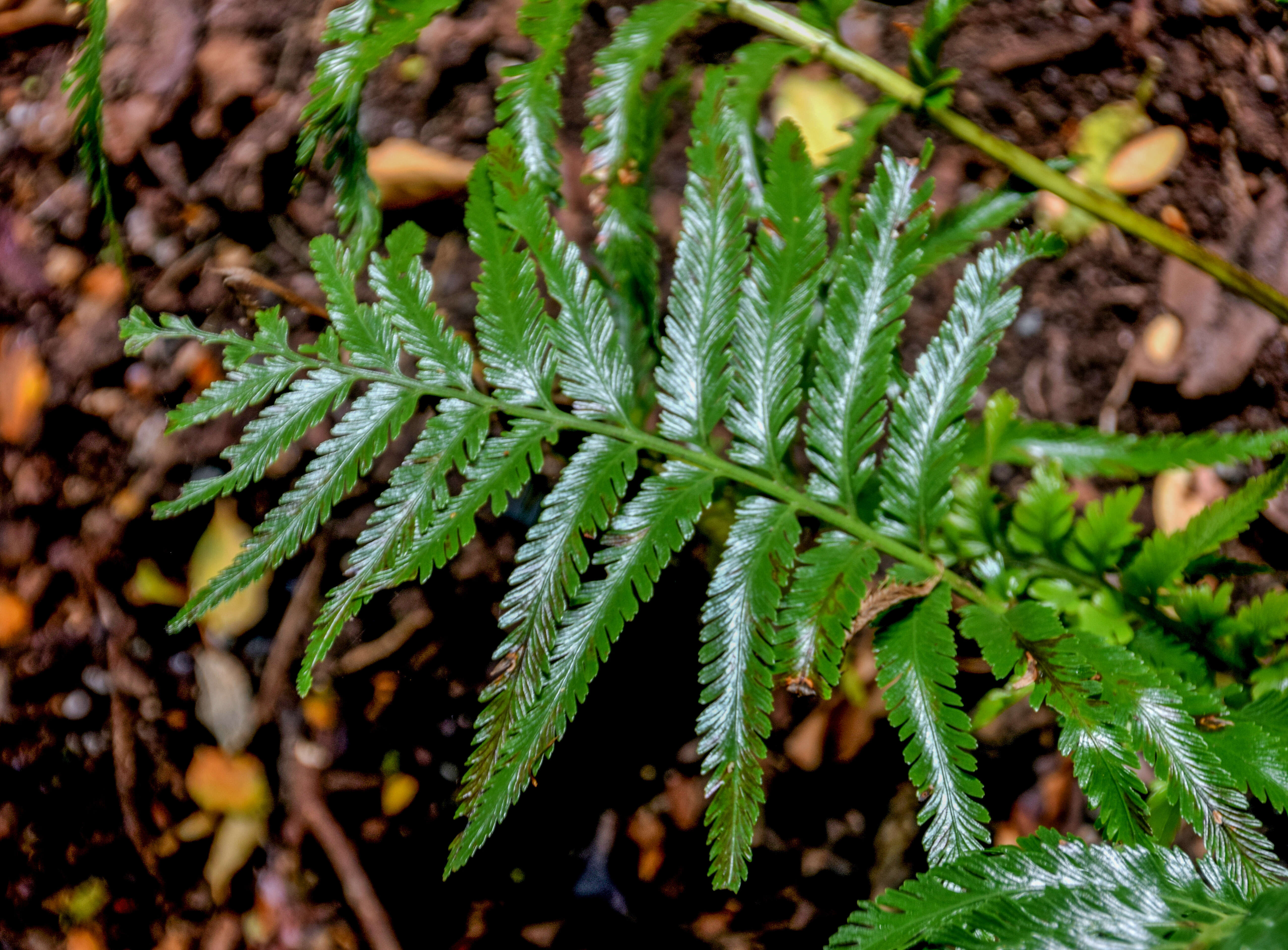 Image of Asplenium pteridoides Bak.