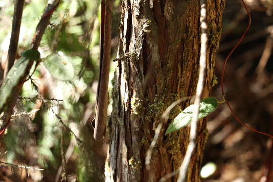 Image of Brush Cypress Pine