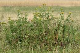 Image of common tansy