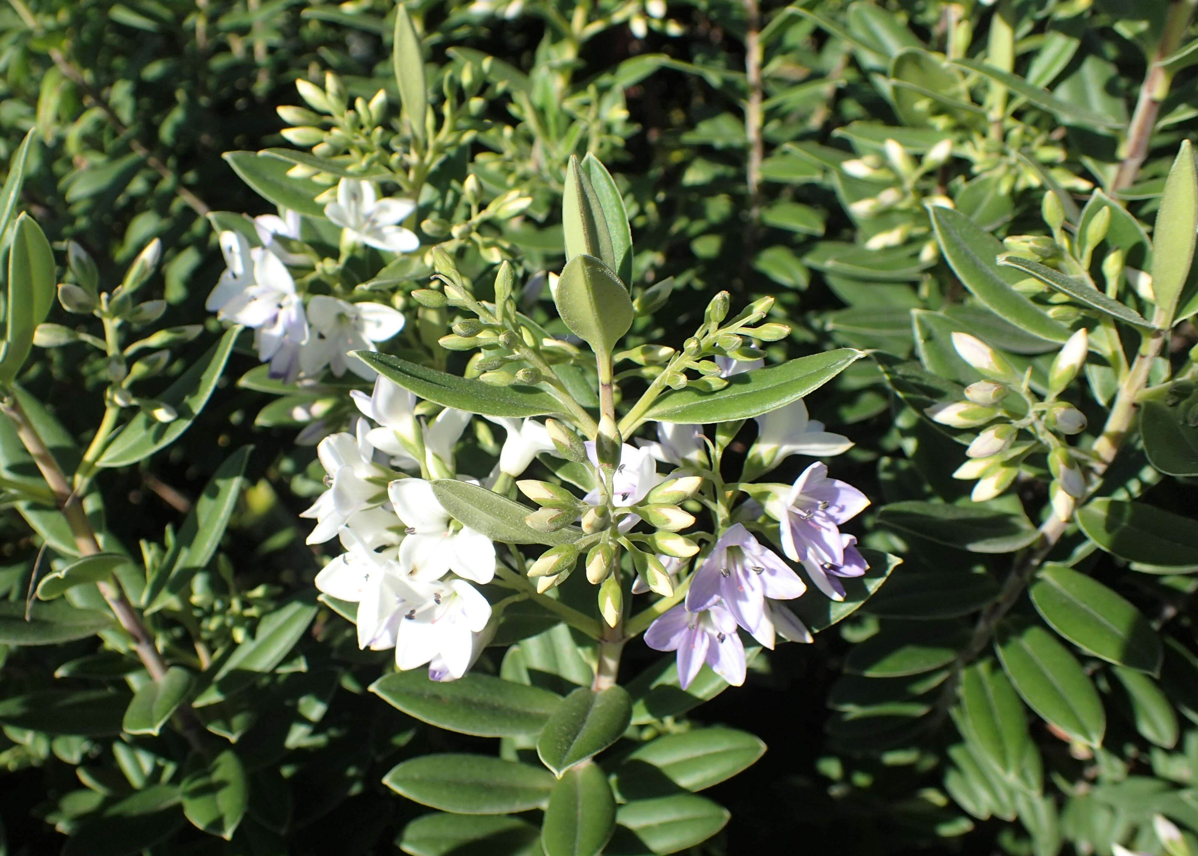 Sivun Veronica elliptica G. Forster kuva