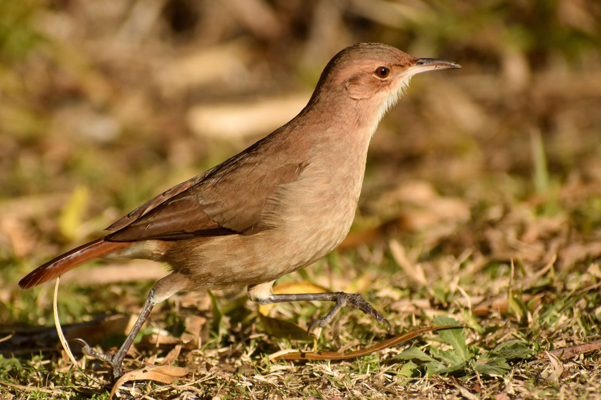 Image of Rufous Hornero