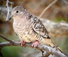 Image of Scaled Dove