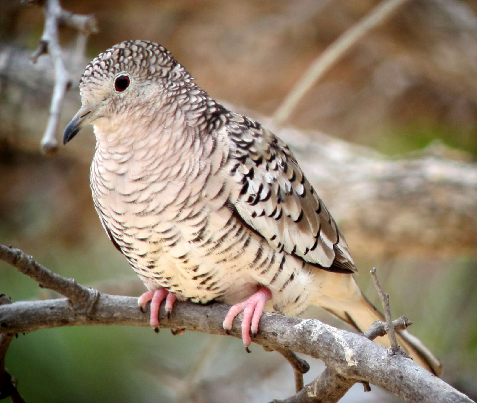 Image of Scaled Dove