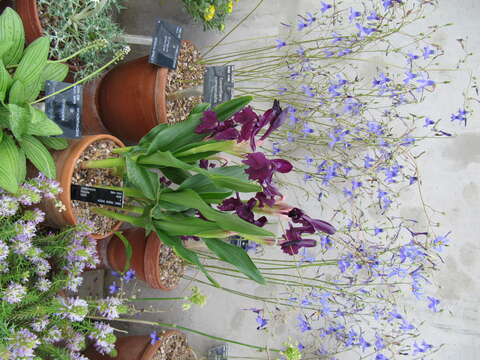 Image of Roscoea wardii Cowley