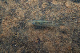 Image of Paratya curvirostris