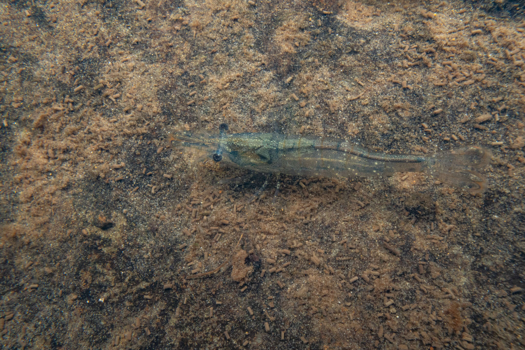 Image of Paratya curvirostris