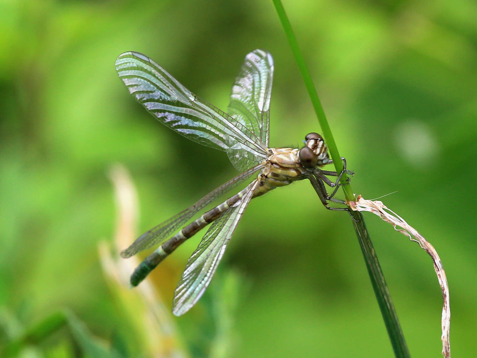 Image of Hemigomphus comitatus (Tillyard 1909)