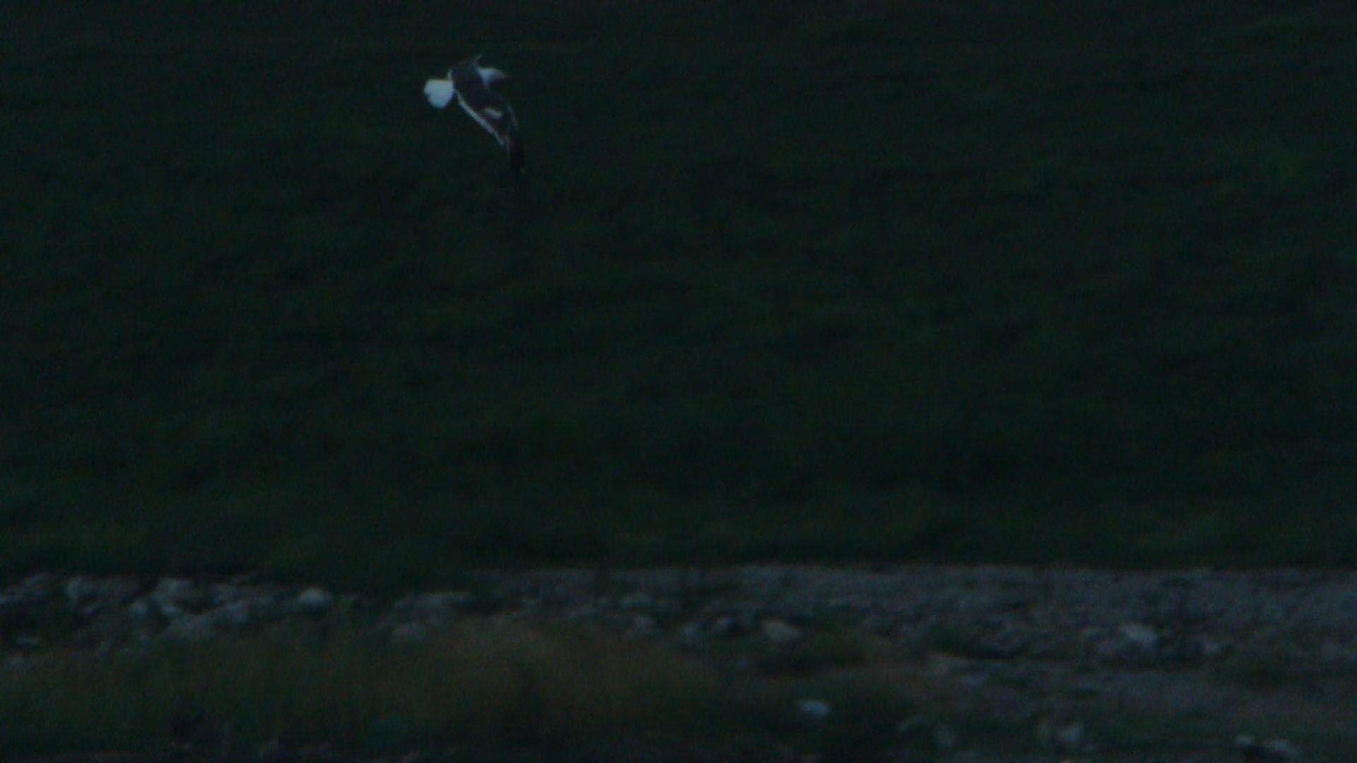 Image of Lesser Black-backed Gull