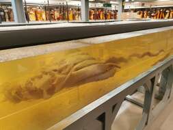 Image of Colossal squid