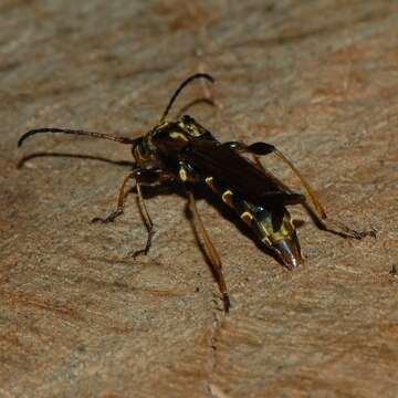 Plancia ëd Necydalis cavipennis Le Conte 1873