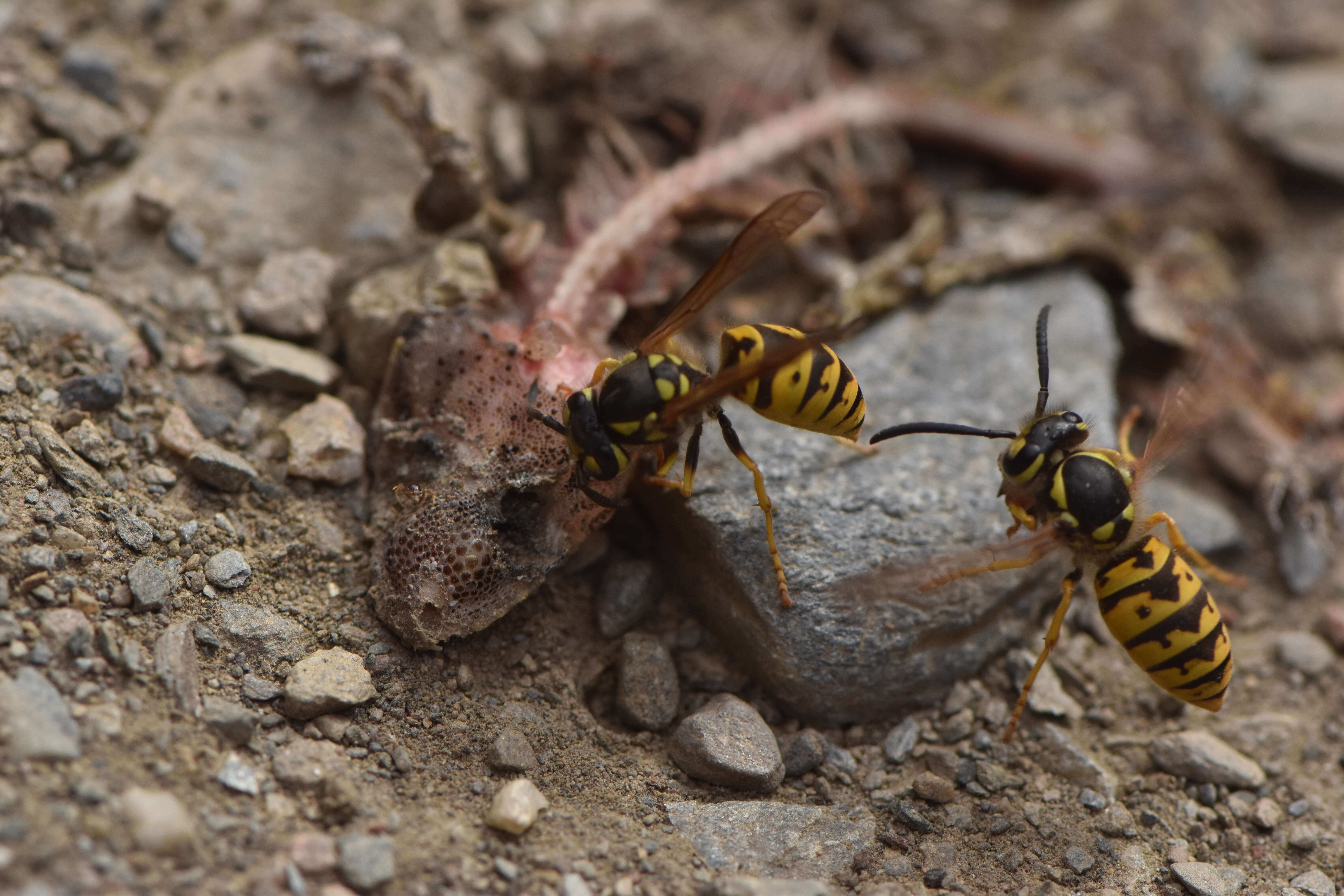 Image of German Wasp