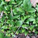 Image of Hosta venusta F. Maek.