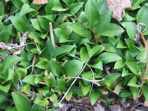 Image of Hosta venusta F. Maek.