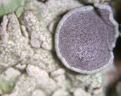 Image of rosette lichen