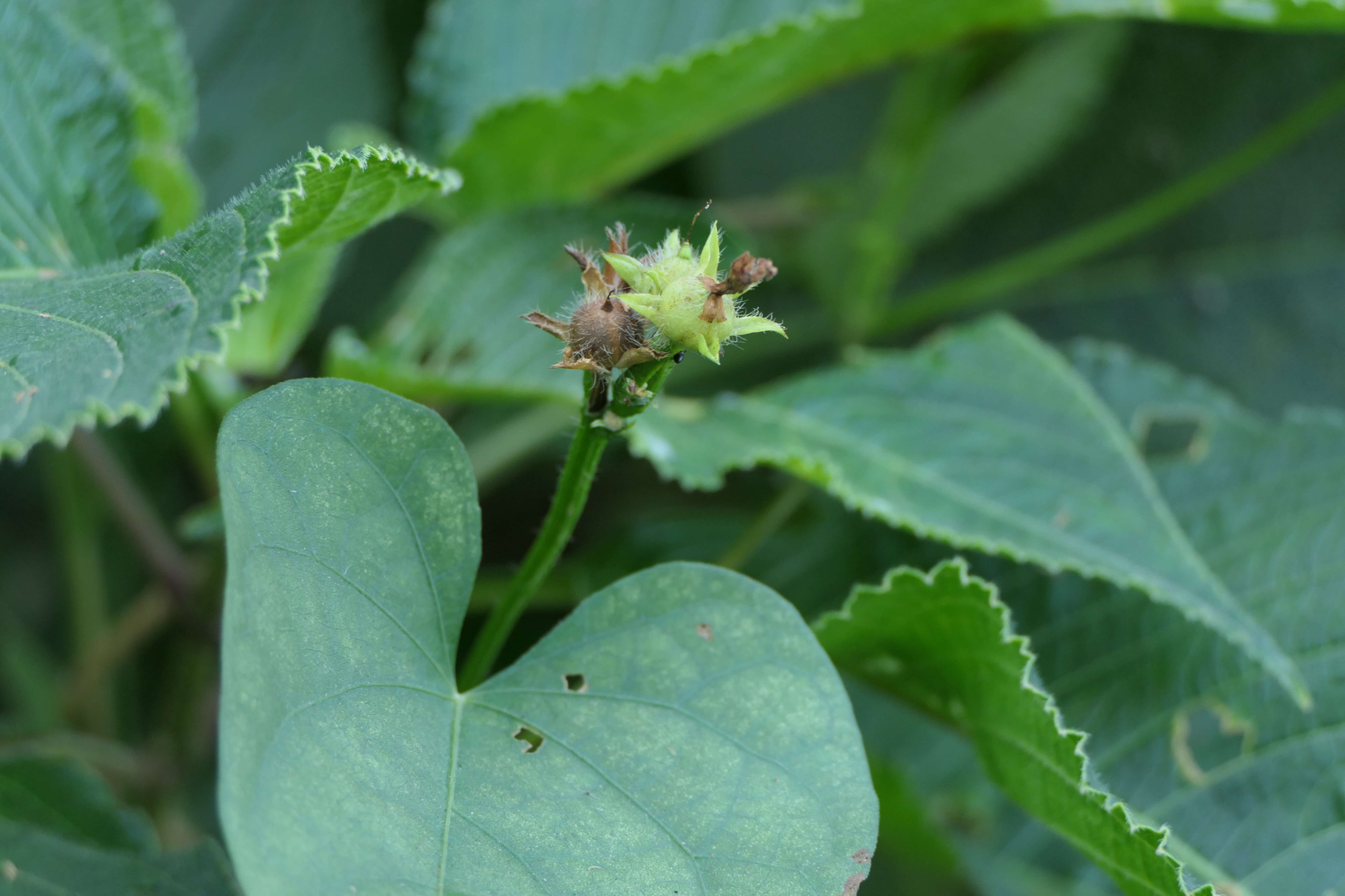 Plancia ëd Ipomoea triloba L.