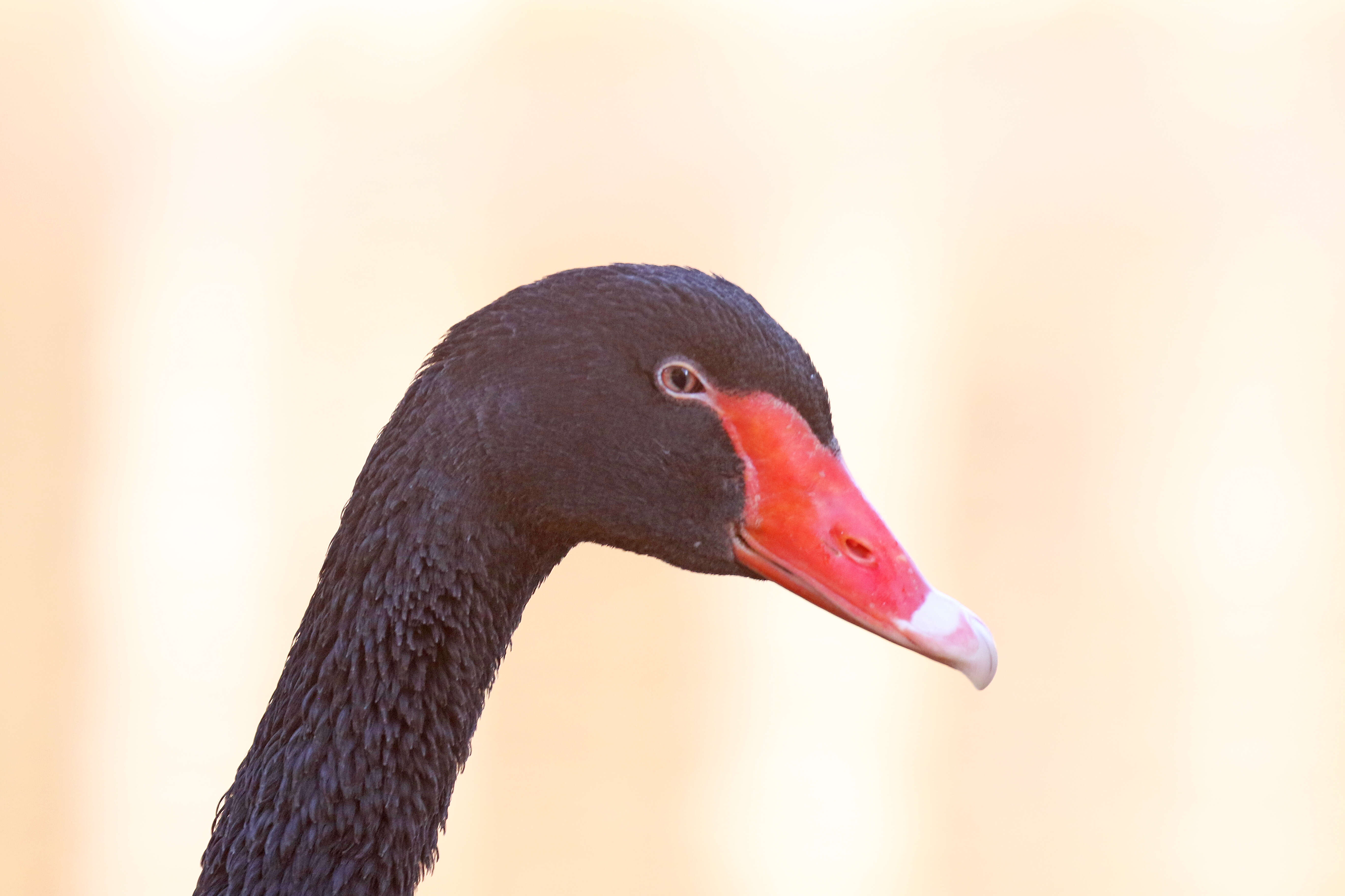 Image of Black Swan