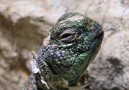 Uromastyx thomasi Parker 1930 resmi