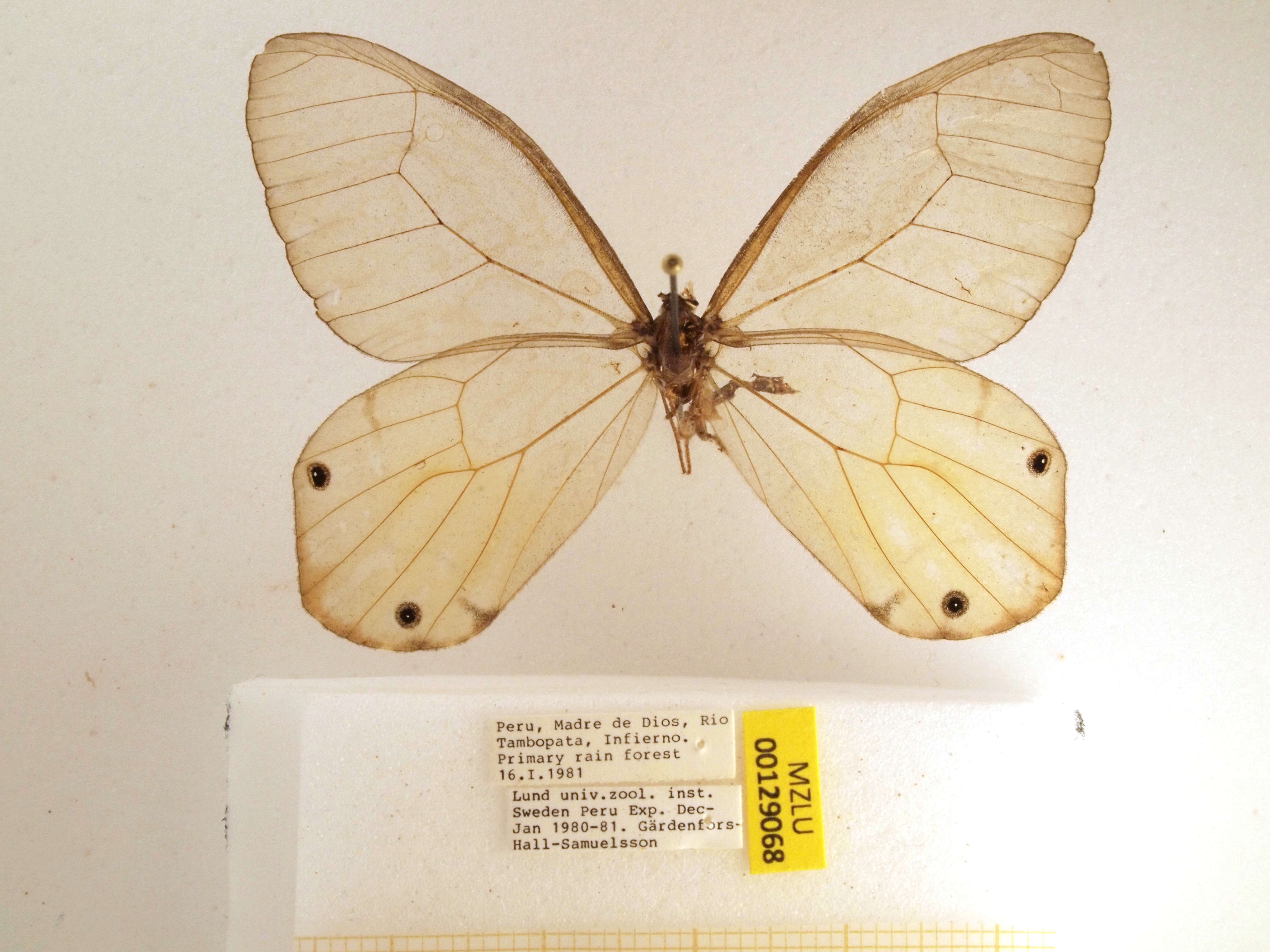 Image of Haetera piera Linnaeus 1758