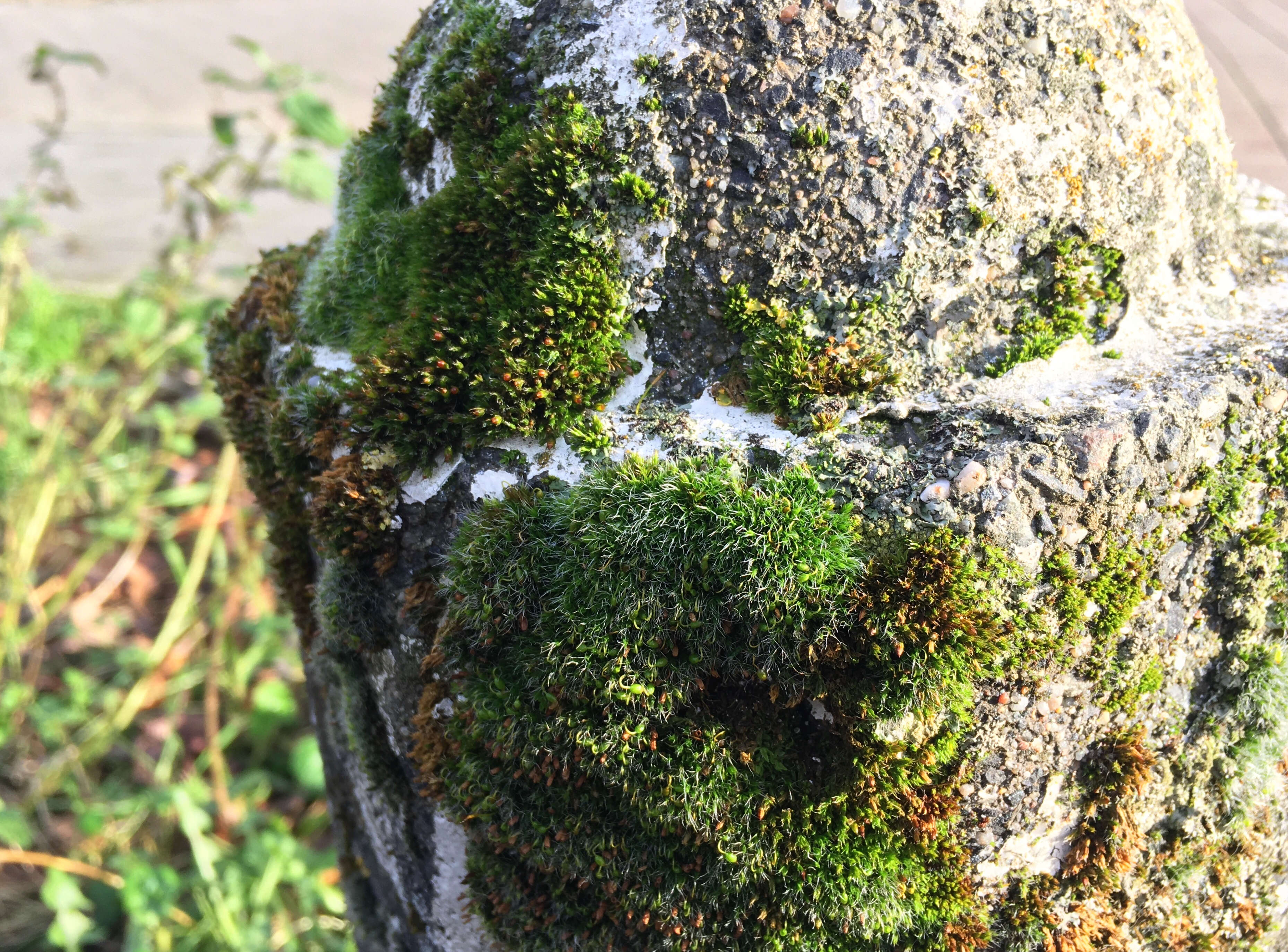 Image of pulvinate dry rock moss