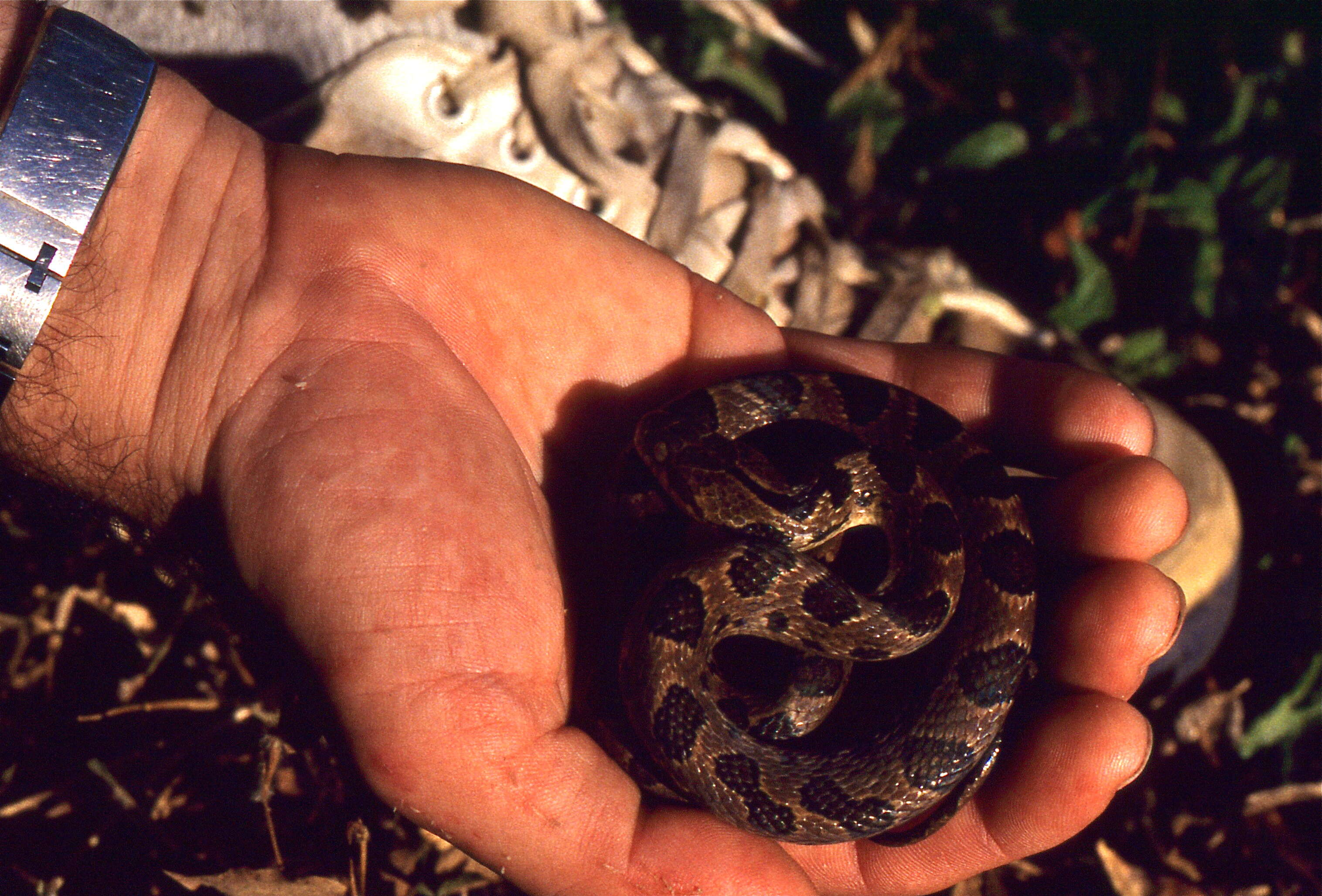 Image of Leptodeira rhombifera Günther 1872