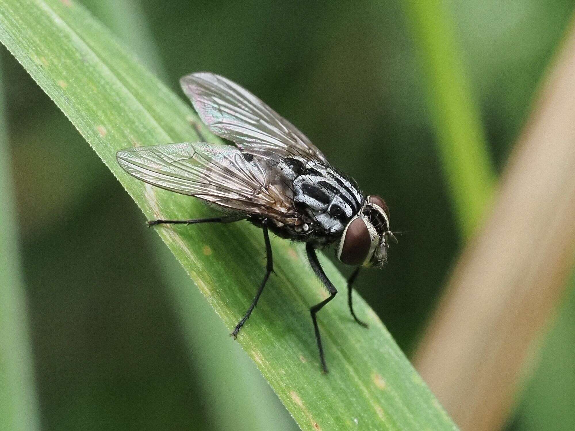 Image of House fly