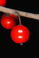 Image of possumhaw