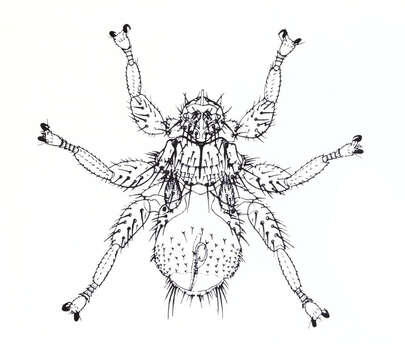 Image of Streblidae