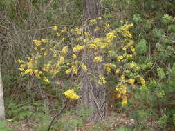 Image of Acacia uncinata Lindl.