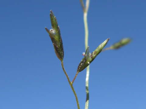 Image of Australian lovegrass