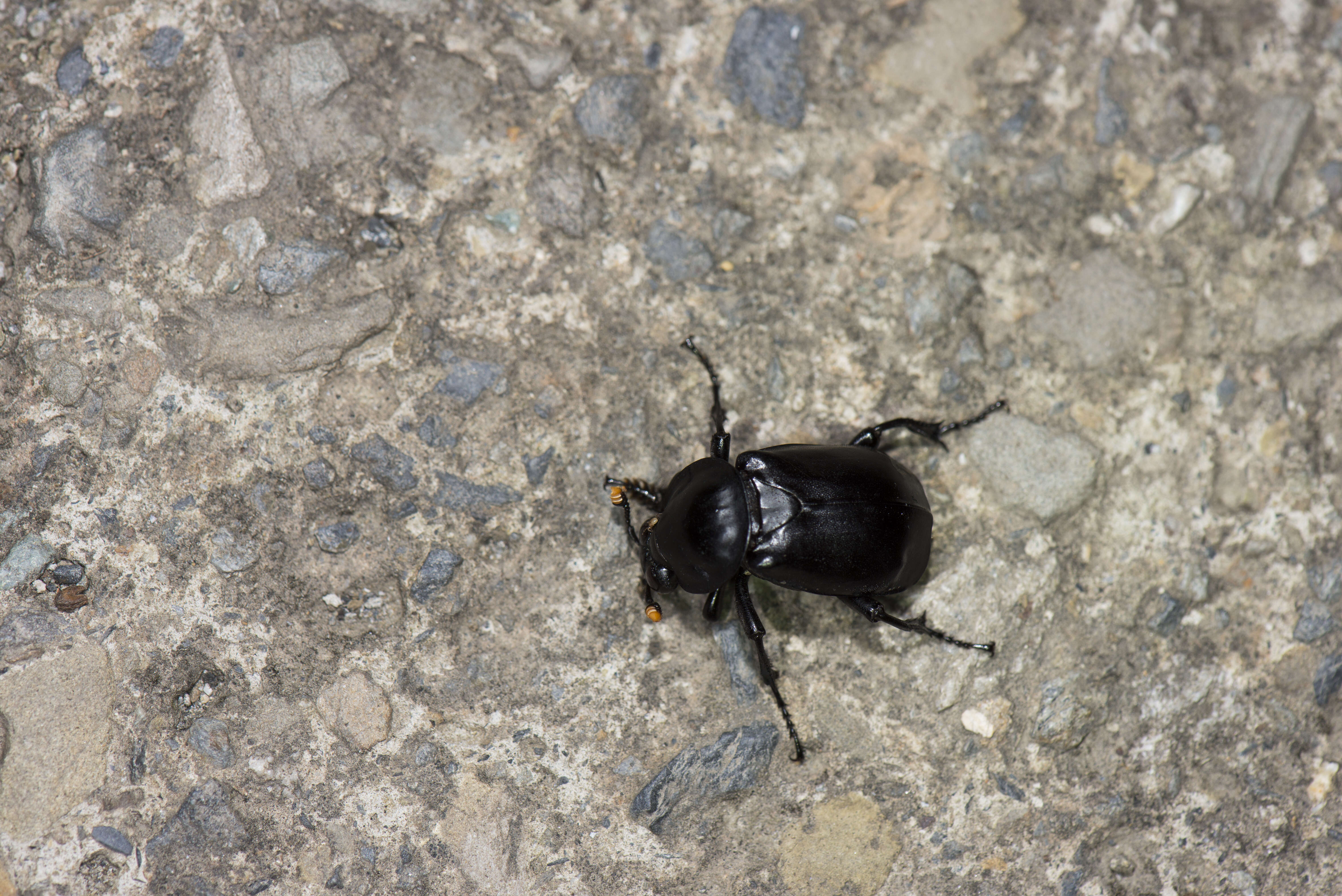 Image of Nicrophorus (Nicrophorus) concolor (Kraatz 1877)