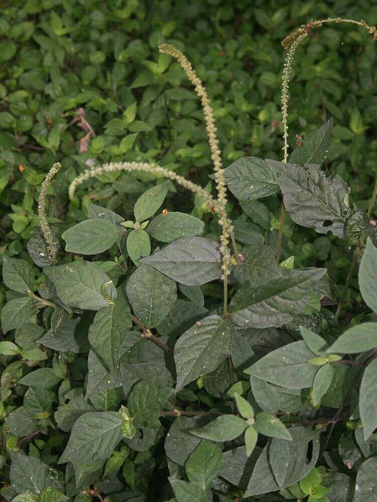 Image of Pastureweed