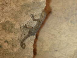 Image of Algerian Fan-fingered Gecko