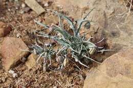 Image of Ornithoglossum undulatum Sweet