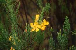 Imagem de Hypericum laricifolium Juss.