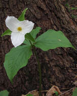 Image of White trillium