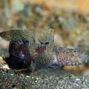 Image of Dusky goby