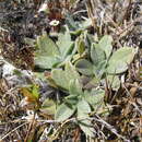 Image of Myosotis venticola