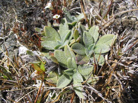 Image of Myosotis venticola