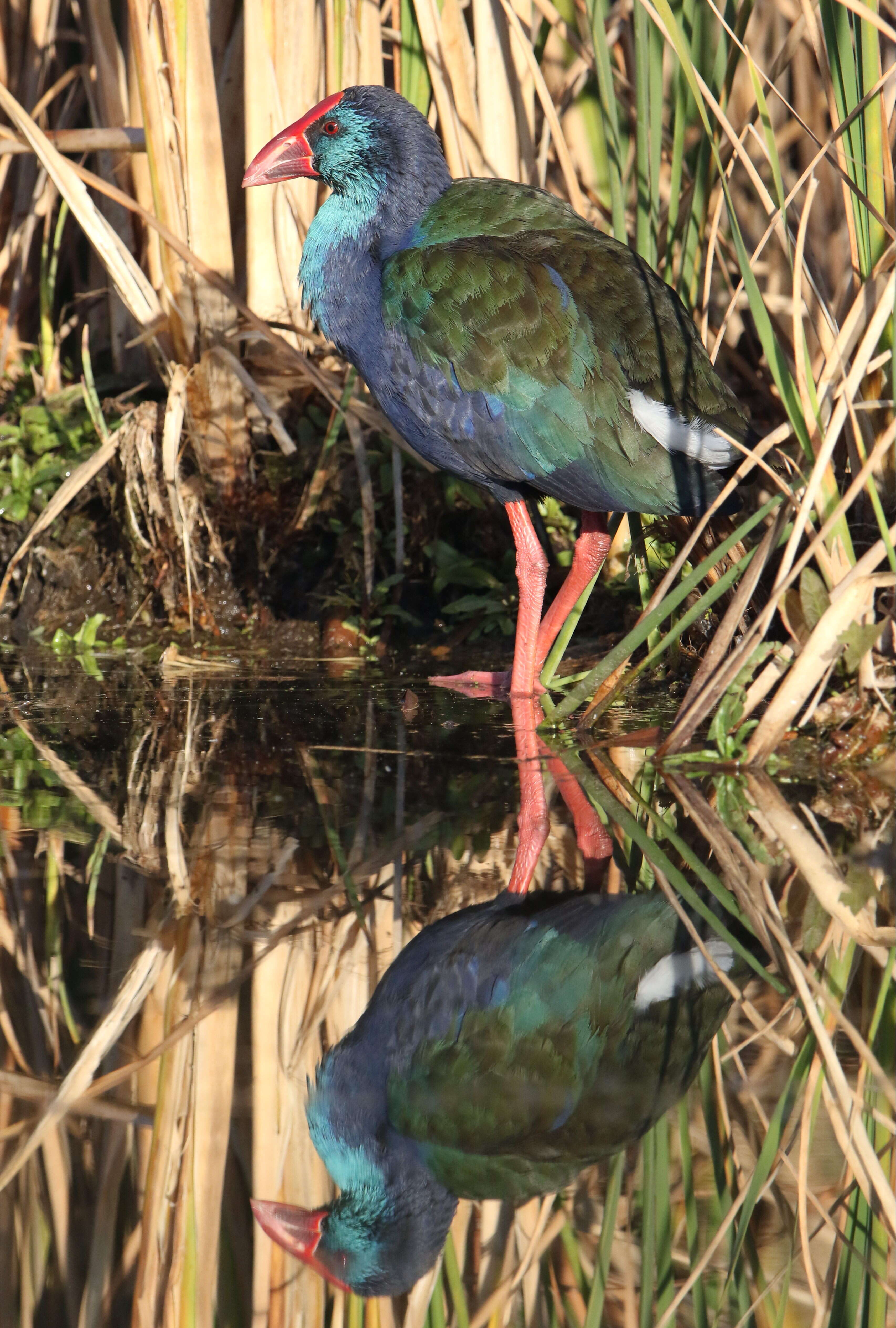 Image of African Swamphen