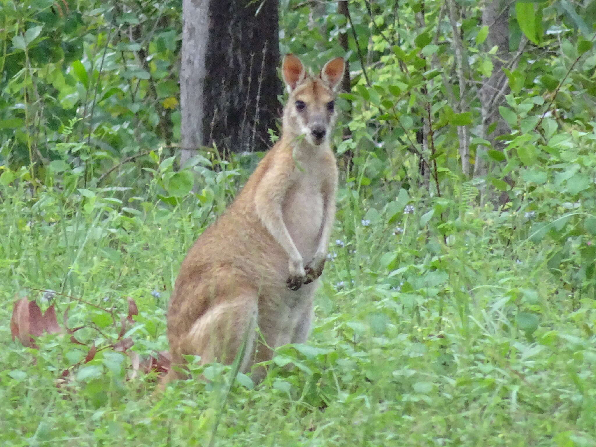 Image of Agile Wallaby